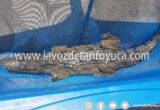 Localizan a cocodrilo en una alberca; vecinos lo capturan