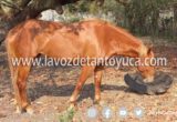 Denuncian el robo de un equino en Palmito
