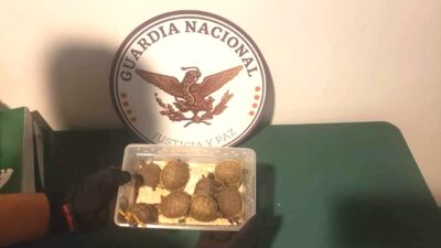 Rescata GN 12 serpientes y 10 tortugas hacinadas en el aeropuerto de SLP.