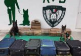 Decomisan seis maletas con enervantes en la Central de Autobuses de Xalapa