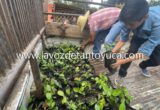 Llegan más 12 mil plantas de Sembrando Vida a Tempoal