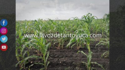 Sin daños en siembra de maíz y frijol por bajas temperaturas