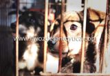 En Tlanchinol, hombre golpea a un perro con un bate y le causa daños permanentes