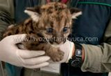 Rescatan a cachorros de puma en sierra de Hidalgo