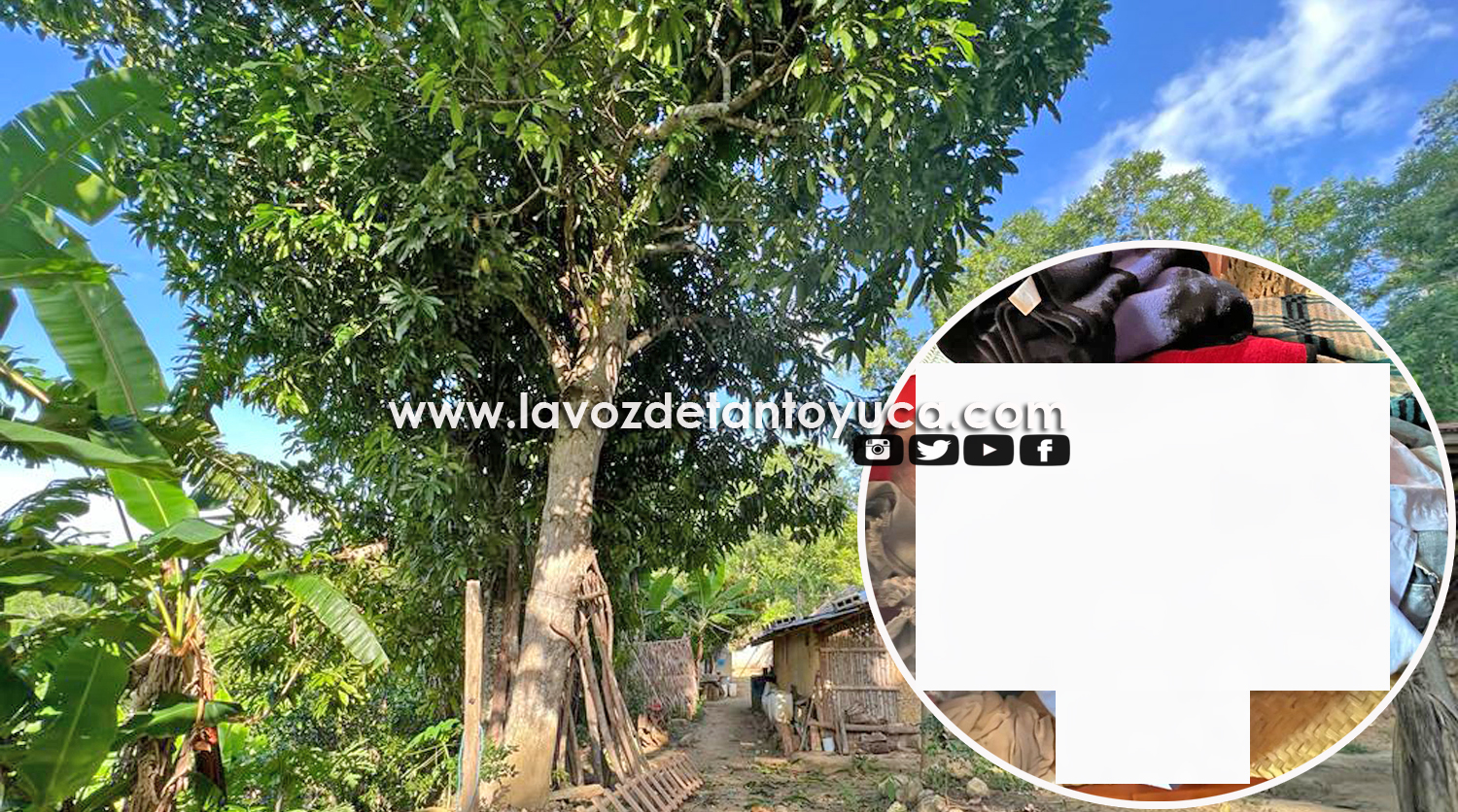 Hombre resulta herido tras caer de un árbol en Tantoyuca - Diario La ...