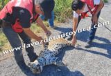 Jaguar fallece presuntamente atropellado en Soto la Marina