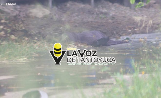 Enjambre de abejas matan a un hombre en Tantoyuca