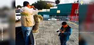 Decomisan en Hidalgo 84 kilos de heno; aseguran es un delito federal 