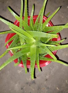 Sábila de Tantoyuca