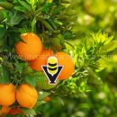 Temporada alta de la naranja, lo que debes saber