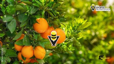 Temporada alta de la naranja, lo que debes saber