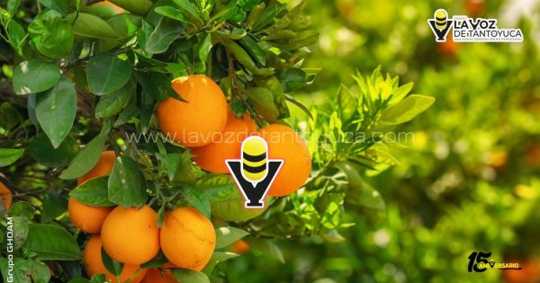 Temporada alta de la naranja, lo que debes saber