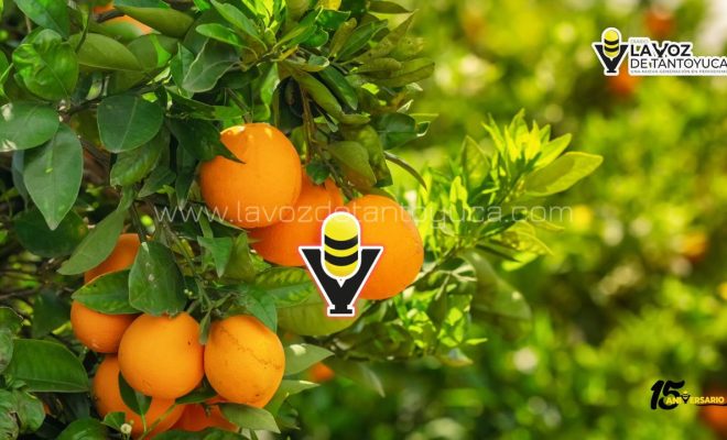 Temporada alta de la naranja, lo que debes saber