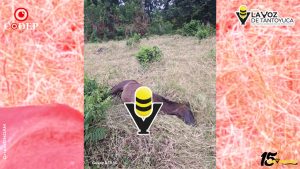 Cazadores confunden a semoviente con un venado y le disparan en Chontla