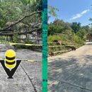 Protección Civil Municipal atiende reporte de caída de árbol en la Zona Centro