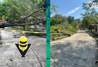 Protección Civil Municipal atiende reporte de caída de árbol en la Zona Centro