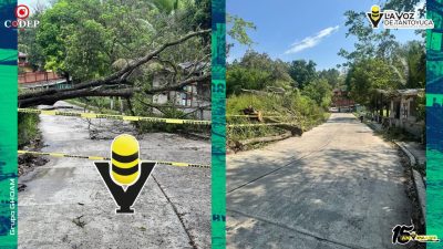 Protección Civil Municipal atiende reporte de caída de árbol en la Zona Centro