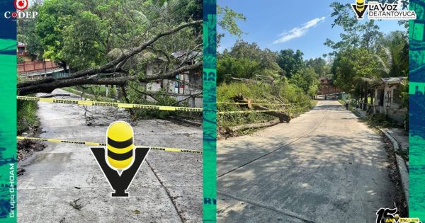 Protección Civil Municipal atiende reporte de caída de árbol en la Zona Centro