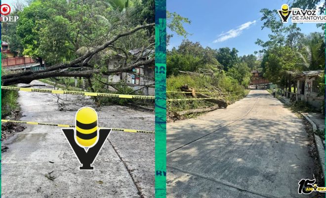 Protección Civil Municipal atiende reporte de caída de árbol en la Zona Centro