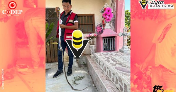 Capturan serpiente en el Panteón Municipal de Platón Sánchez