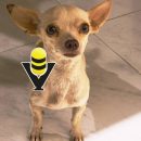 Proponen hasta seis años de cárcel por maltrato animal en Veracruz