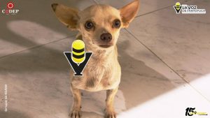 Proponen hasta seis años de cárcel por maltrato animal en Veracruz