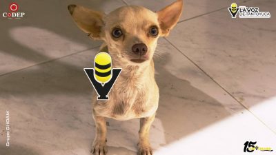 Proponen hasta seis años de cárcel por maltrato animal en Veracruz