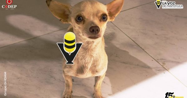 Proponen hasta seis años de cárcel por maltrato animal en Veracruz