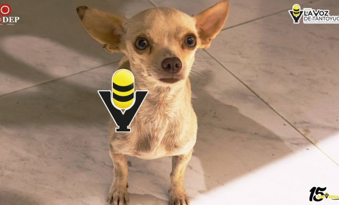 Proponen hasta seis años de cárcel por maltrato animal en Veracruz