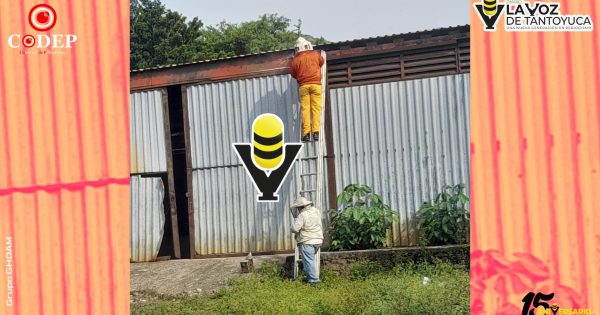Seis personas, incluida una menor, resultan lesionadas por ataque de abejas en Huejutla