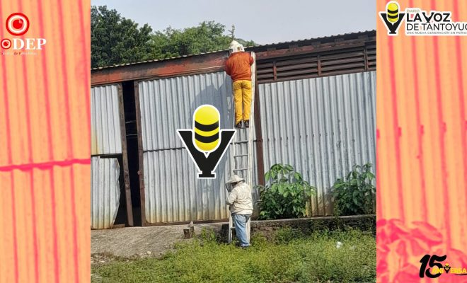 Seis personas, incluida una menor, resultan lesionadas por ataque de abejas en Huejutla