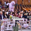 Congreso eleva a rango constitucional la protección a los animales, en Veracruz
