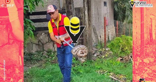 Capturan Mazacuata en Platón Sánchez