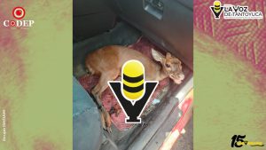 Profesor rescata a cervatillo herido y lo entrega a Bomberos de Huejutla