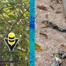 PC Municipal rescata serpiente en la colonia Banrural