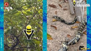 PC Municipal rescata serpiente en la colonia Banrural