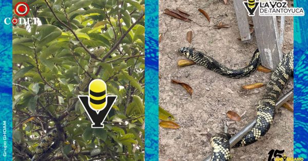 PC Municipal rescata serpiente en la colonia Banrural