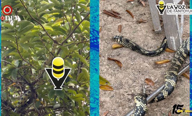 PC Municipal rescata serpiente en la colonia Banrural