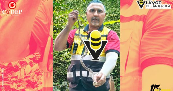 Capturan víbora venenosa localizada en el patio de una vivienda en Huejutla