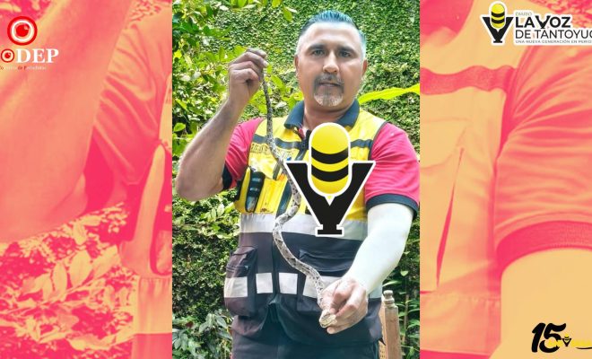Capturan víbora venenosa localizada en el patio de una vivienda en Huejutla