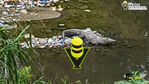 Aparición de cocodrilo alerta a vecinos en la 10 de Abril, en Papantla