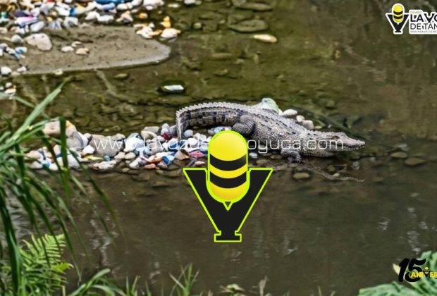 Aparición de cocodrilo alerta a vecinos en la 10 de Abril, en Papantla