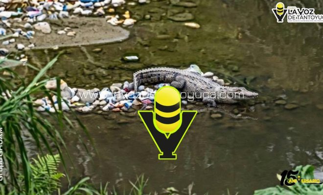 Aparición de cocodrilo alerta a vecinos en la 10 de Abril, en Papantla