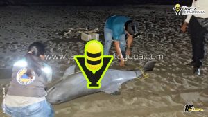 Localizan a delfín sin vida en la zona costera de Tecolutla