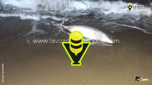 Localizan a delfín sin vida en la zona costera de Tecolutla