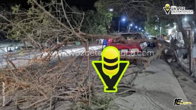 Árbol colapsa y daña vehículo en Tempoal