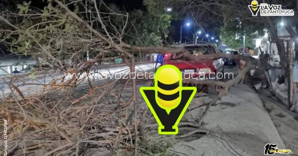 Árbol colapsa y daña vehículo en Tempoal