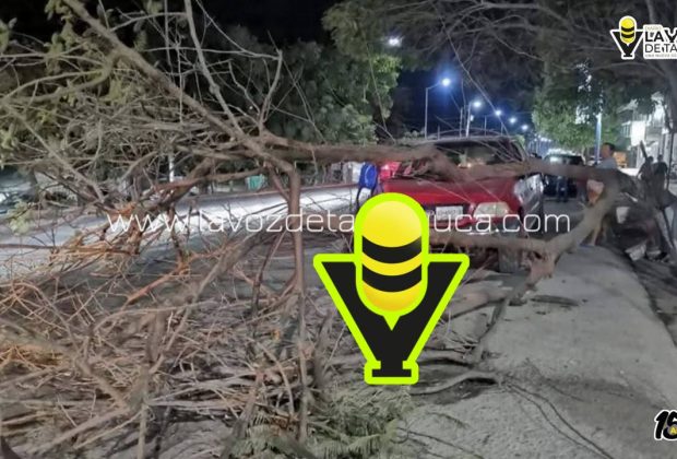 Árbol colapsa y daña vehículo en Tempoal