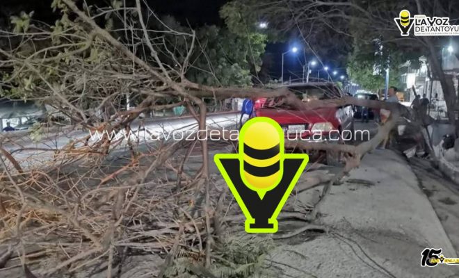 Árbol colapsa y daña vehículo en Tempoal