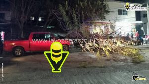 Árbol colapsa y daña vehículo en Tempoal